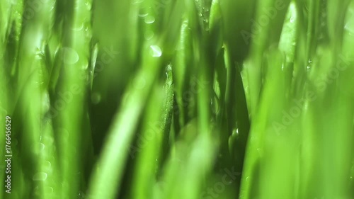 Close up of green grass with water droplets on it. The grass is lush and vibrant, and the water droplets add a sense of freshness and life to the scene
