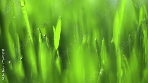 Close up of green grass with water droplets on it. The grass is lush and vibrant, giving off a sense of freshness and vitality
