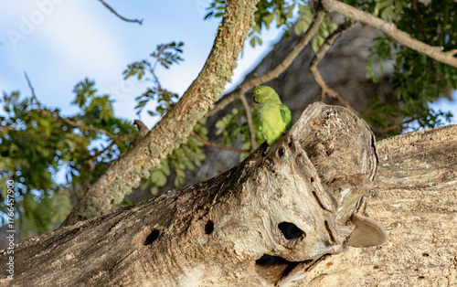 parrot on tree trunk branch, green bird 