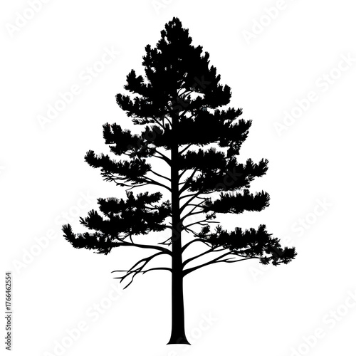 Black silhouette of tall pine tree with layered branches isolated on white background vector illustration for nature and forest design elements