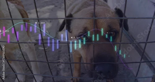 Fototapeta Peering tan dog sniffing through wire mesh fence in kennel, with chart overlay showing numeric data