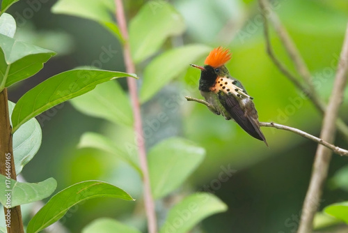 Photography Tufted Coquette hummingbird (Lophornis ornatus) male perched and displaying, Trinidad and Tobago, West Indies