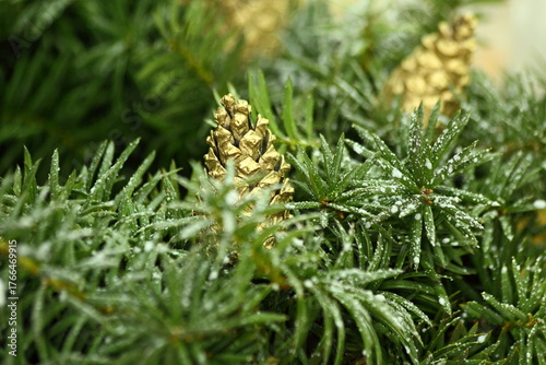 Golden Pine Cone in Frosted Fir Branches Christmas Decor Close-up