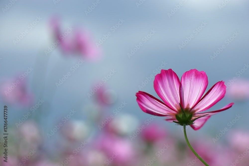 Fototapeta premium ピンクの透き通るようなコスモスの花びら