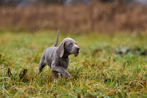 Cute little Weimaraner puppy enjoying outdoors. Adorable young puppy