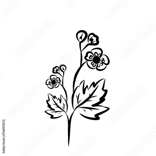 black and white flower vector illustration of a plant