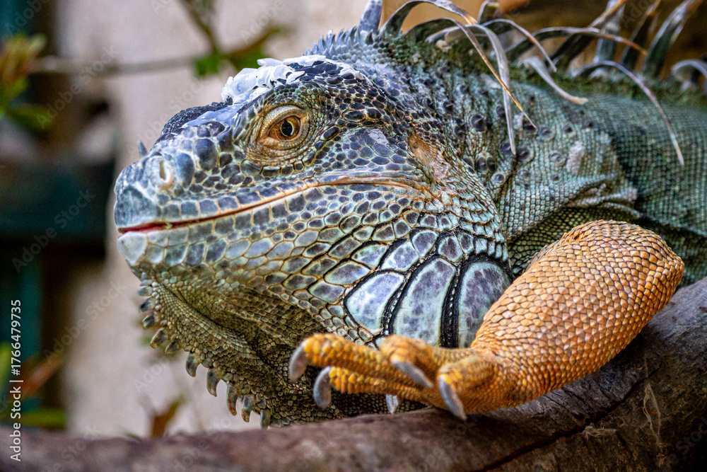 Obraz premium portrait d'un iguane vert