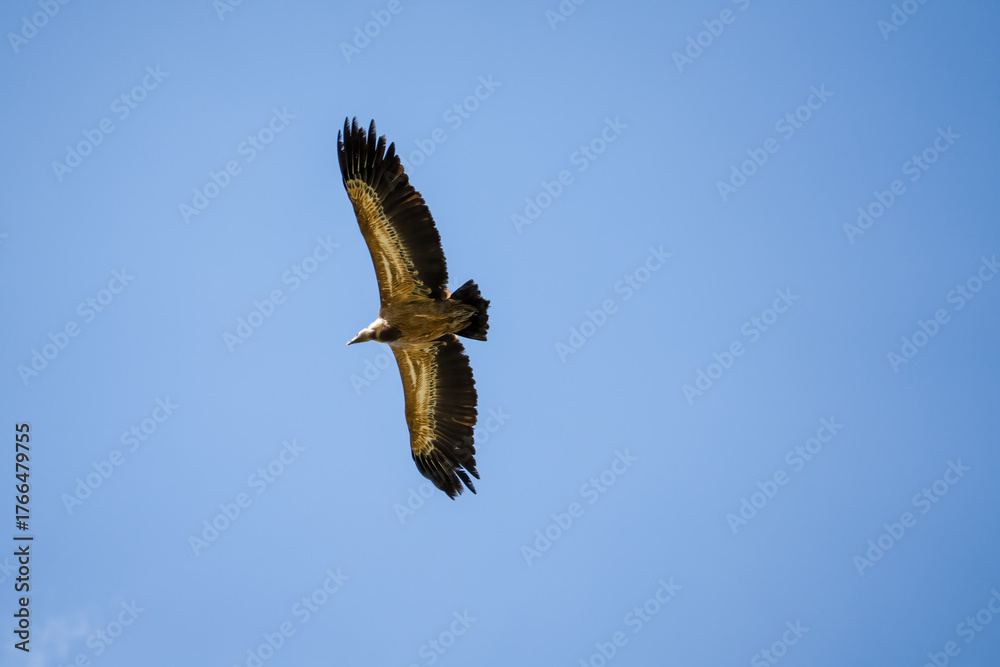 Obraz premium Close-up of Griffon vulture (Eurasion griffon, Gyps fulvus) in overhead flight, blue sky