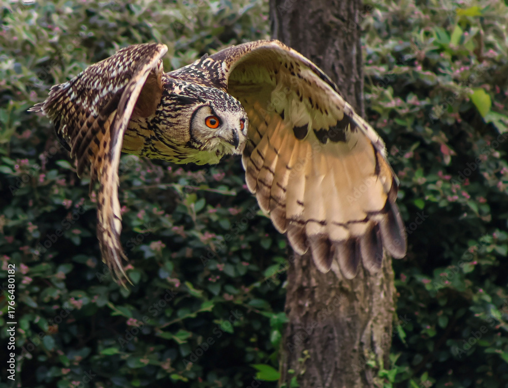 Obraz premium Le vol du Grand Duc d'Europe