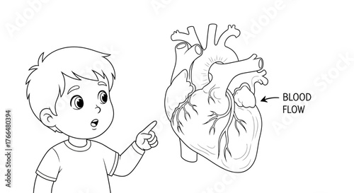 Child Pointing to Simplified Heart Diagram Educational Anatomy Coloring Sheet_transparent.svg