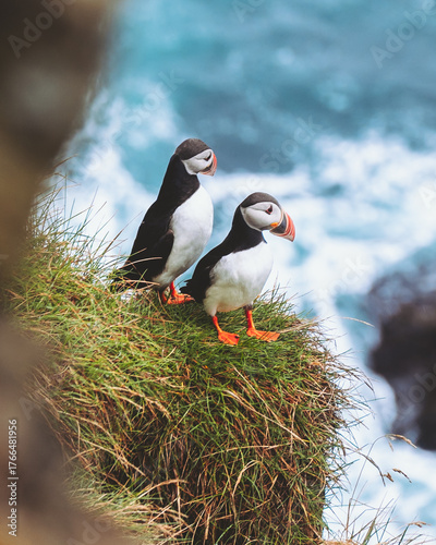 View of two Atlantic puffins stand gracefully on a verdant cliff, their vibrant orange beaks and feet contrasting with the wild, azure ocean backdrop, Westman Islands, Vestmannaeyjabaer, Iceland.