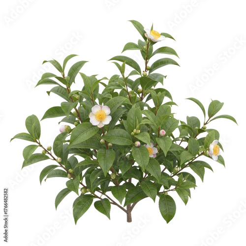 Isolated Camellia Sinensis (Tea Plant) Shrub with Glossy Green Leaves