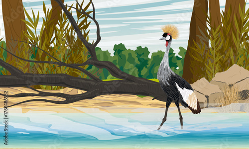 A crowned crane stands in the water. A riverbank with plants and fallen trees. Wild bird of Africa. Realistic vector animal.