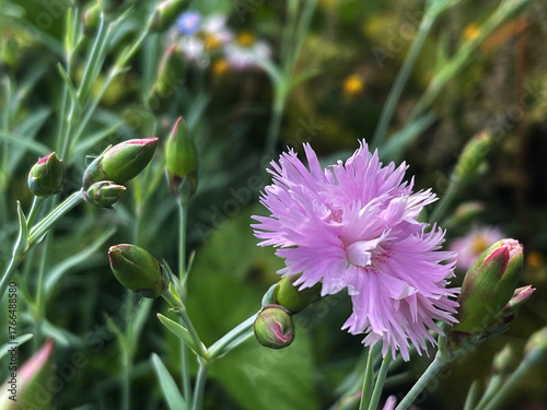 Pink flower carnation blooms among green buds in a vibrant garden setting during daylight