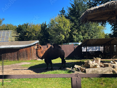 Camel standing in a sunny enclosure at the wildlife park during daytime