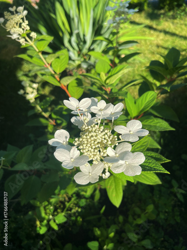 Beautiful white hydrangea blooms surrounded by lush green leaves in sunlight