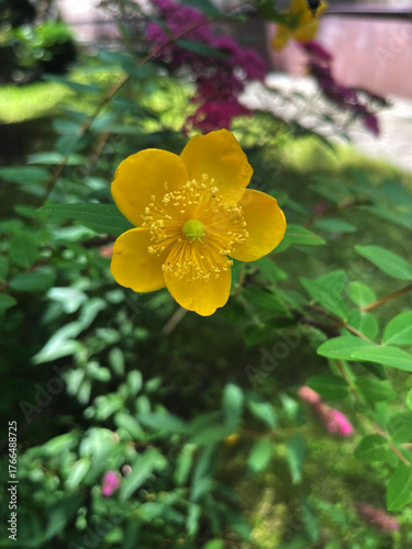 Bright yellow St John's wort flower blooming in a lush green garden in daytime sunlight