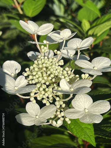 Beautiful white hydrangea blossoms in a lush garden setting during the day