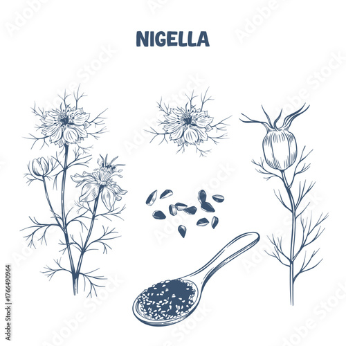 Hand drawn botanical illustration of Nigella seeds , flower and plant in engraving style
