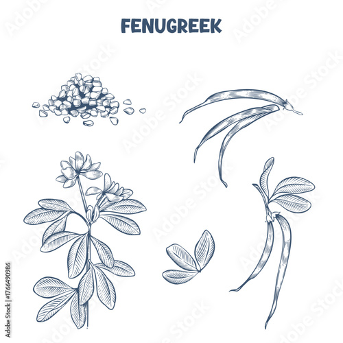 Handdrawn grains of fenugreek  plant and pods. Vector illustration in engraving style
