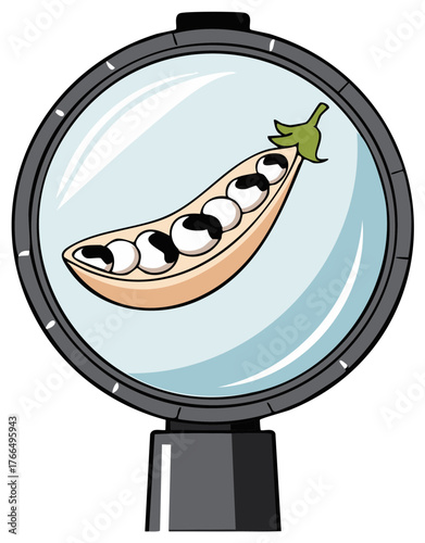 Examining pea pod under a magnifying glass with distinct black and white seeds, symbolizing inspection and discovery