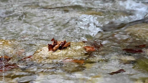 Herbstfluss Blätterdetail