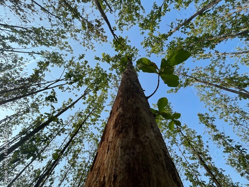 High economic value, strong and durable wood, teak forests are important for community welfare, carbon sequestration, and land conservation, as well as the health benefits of its leaves.