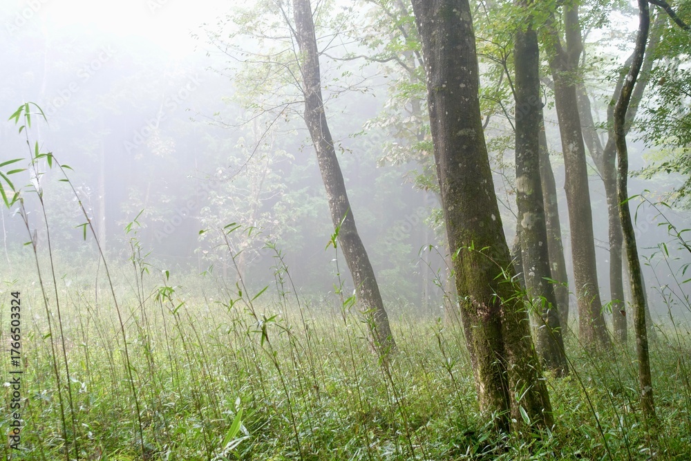 Obraz premium 霧に包まれる森