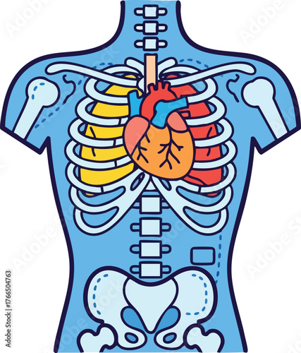 Anatomical illustration of the human torso showing the heart and lungs within the rib cage with blue outline and yellow lungs on white background