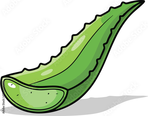 Close up of a vibrant green aloe vera leaf slice with serrated edges casting a subtle shadow on a white background studio shot