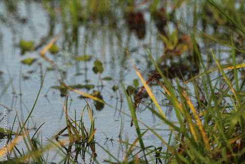 Canvas-taulu ruddy darter dragonfly mating in flight in wetlands, Sympetrum sanguineum; Libellulidae