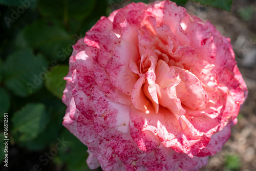 Speckled Pink Hybrid Tea Rose (Rosa hybrida) Close-up in Sunlight