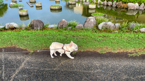 ひょうたん島公園を散歩するフレブル