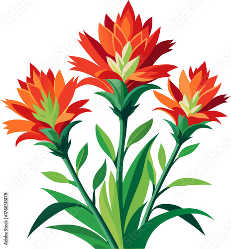 Indian Paintbrush flowers