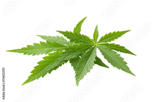 Green cannabis leaf isolated on transparent background. Cannabis or hemp or marijuana green fresh leaf isolated white background.
