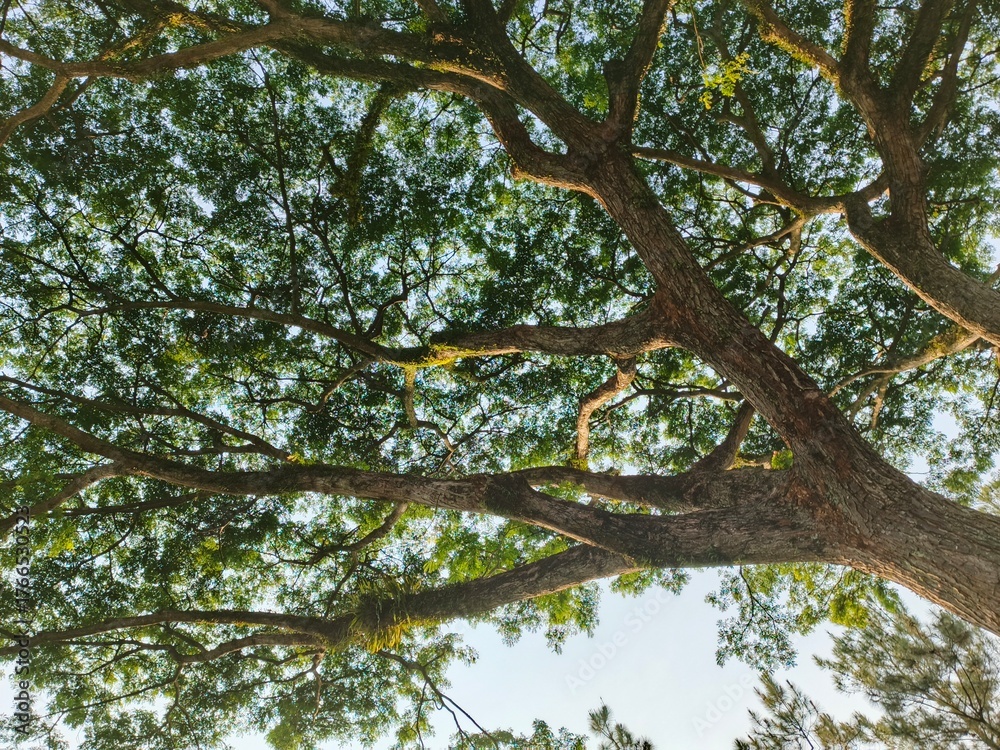 Fototapeta premium Rain trees have the benefits of absorbing carbon dioxide, preventing erosion, maintaining water reserves, providing wood for furniture, helping cool the air in urban areas and providing tranquility an
