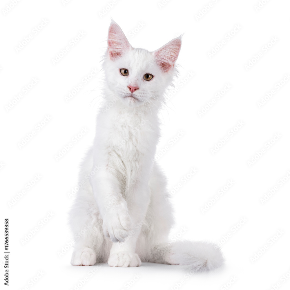 Obraz premium White Maine Coon cat kitten on white