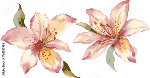 A pair of beautifully hand-painted pink lily flowers in a vintage watercolor style, isolated botanical art illustration