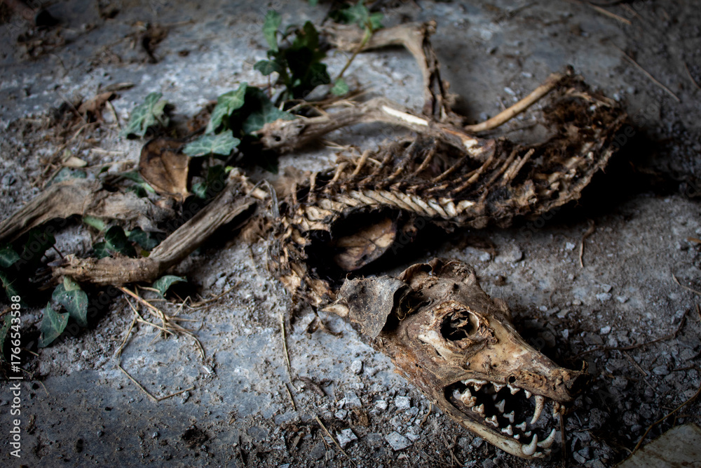 Obraz premium scheletro di cane morto