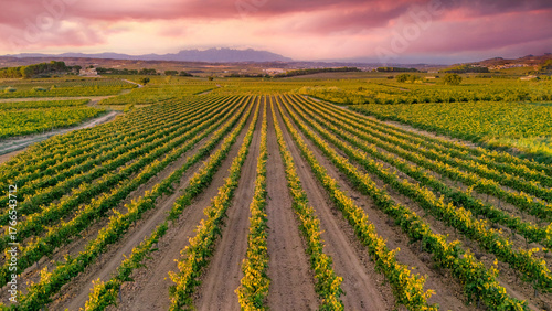 This photo captures a beautiful vineyard in the Penedès wine region of Catalonia, Spain. In the distance, the iconic jagged peaks of the Montserrat mountains.