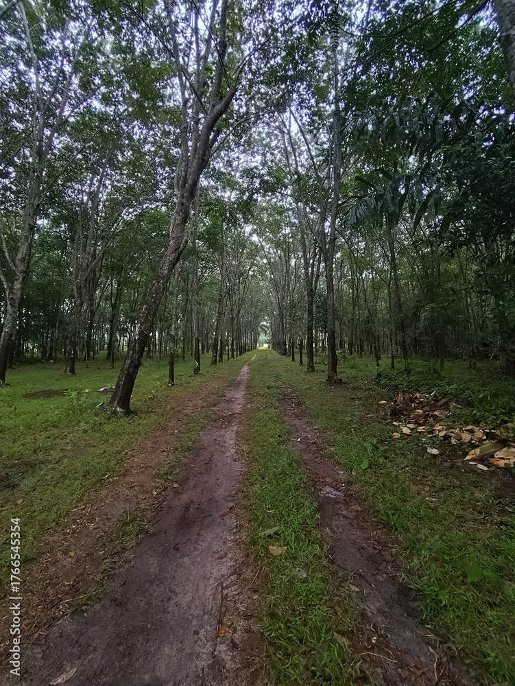 Obraz premium Rubber trees are an economic crop of Thailand and are popularly grown in the southern region of Thailand.