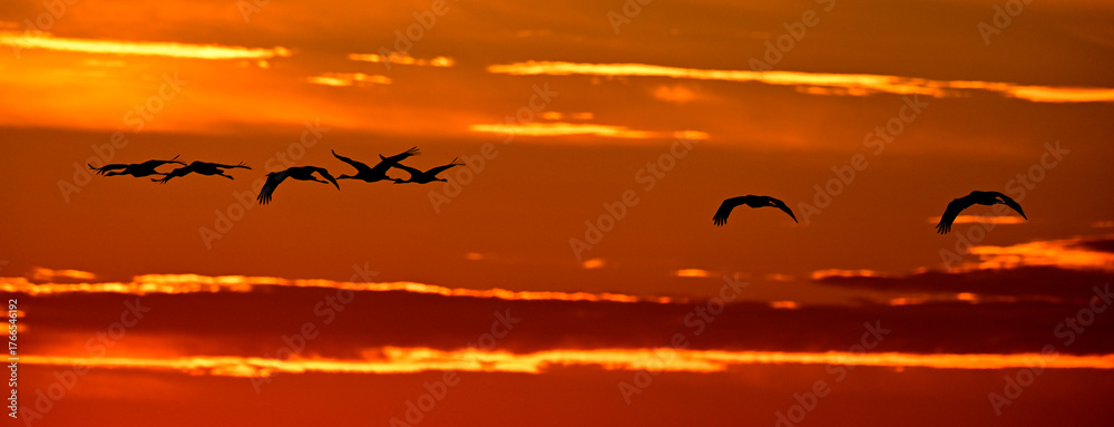 Fototapeta premium migrating cranes // Kraniche auf dem Vogelzug (Grus grus)