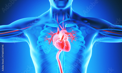 3D medical illustration of human heart anatomy, showing the circulatory system, blood vessels and arteries.