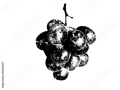 Grapes hang detailed illustration in still life
