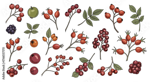 A vibrant collection of hand-drawn autumn berries, wild fruits, and leaves on a white background, perfect for seasonal designs.