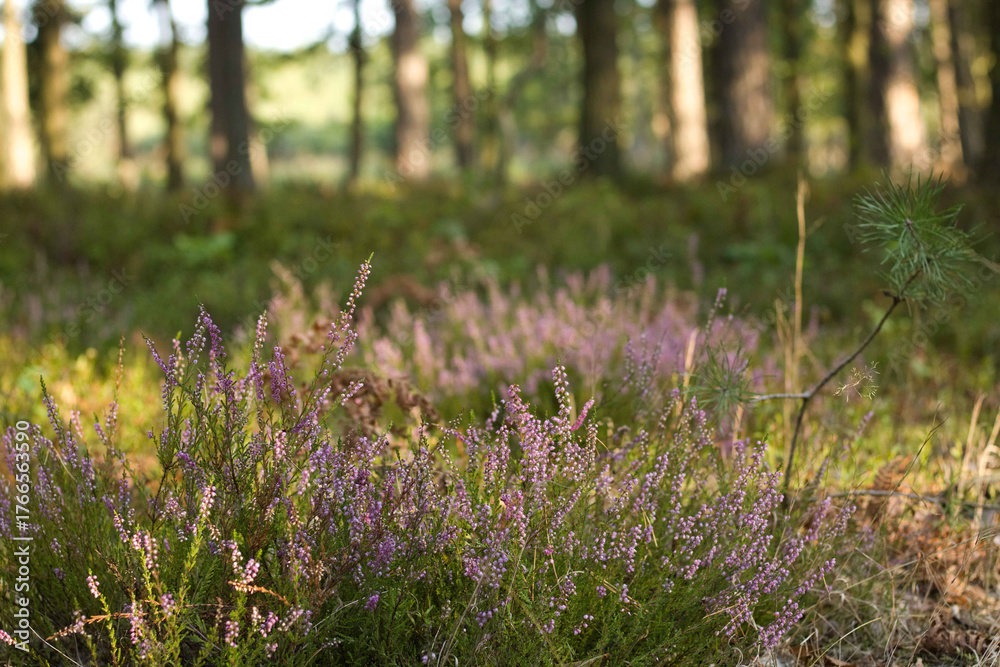 Obraz premium Heather moor, autumn in the forest.