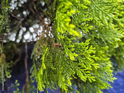 green moss on a tree