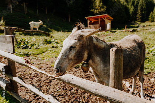 Donkey standing by a wooden fence on an alpine farm near Fallerschein, Tyrol, Austria
