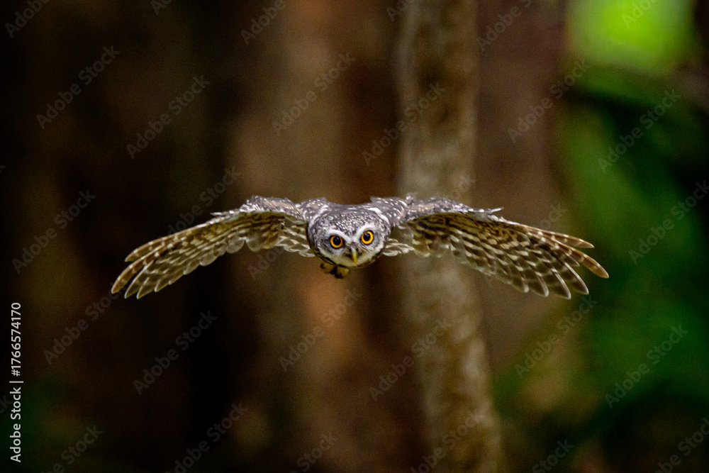 Obraz premium Spotted Owlet yellow eyes flying in the nature, Nocturnal & Crepuscular (Also seen in the day). Uses a sit and wait strategy, pouncing on prey from a perch (branch or lamp post). Diet includes insects