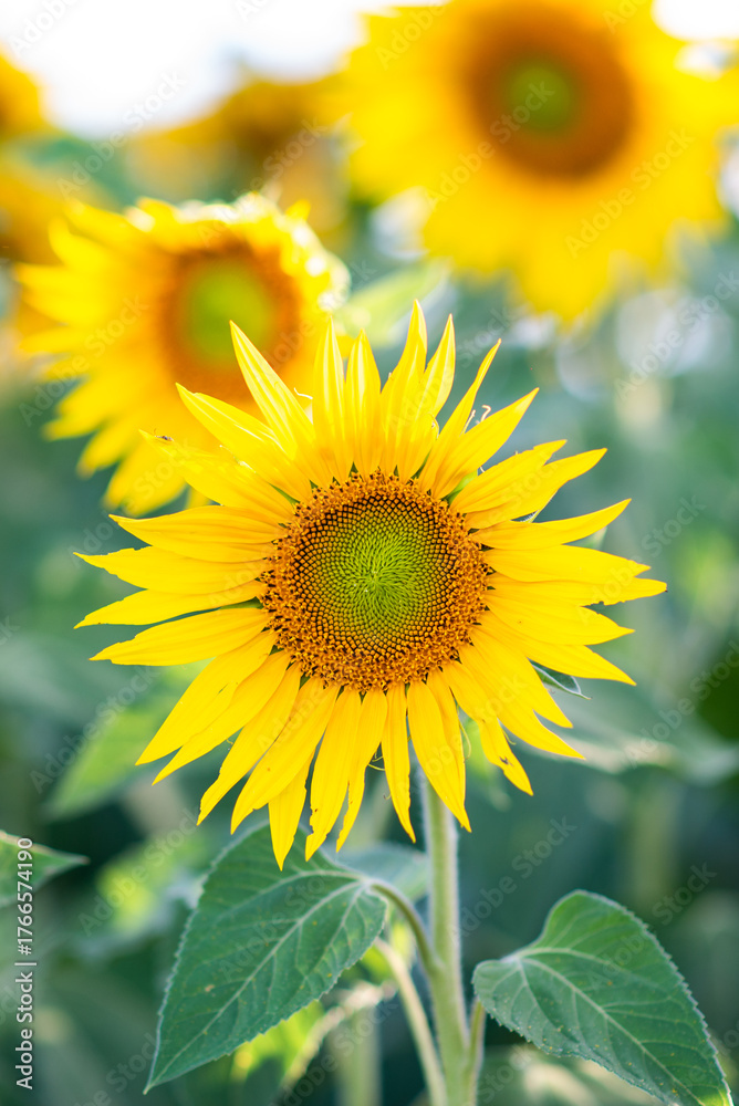 Obraz premium SunFlower8